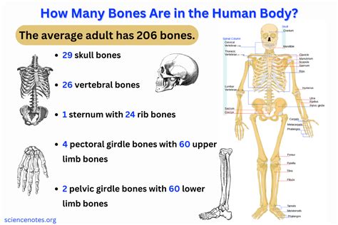 how many bone books are there: Exploring the Intricacies and Imagination Behind a Hypothetical Series